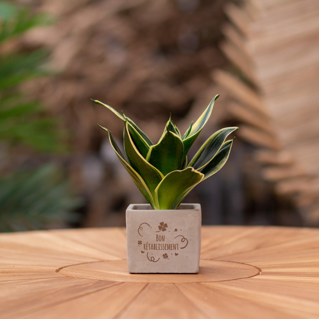 Plantenpot met boodschap met een Congreet® plantpots | Bon rétablissement