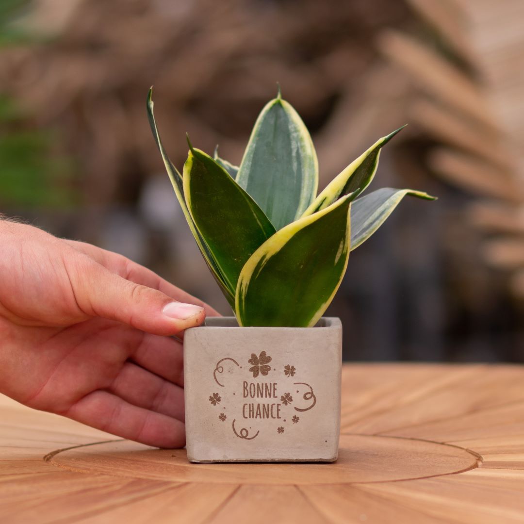 Plant als cadeau met een Congreet® plantpots | Bonne chance