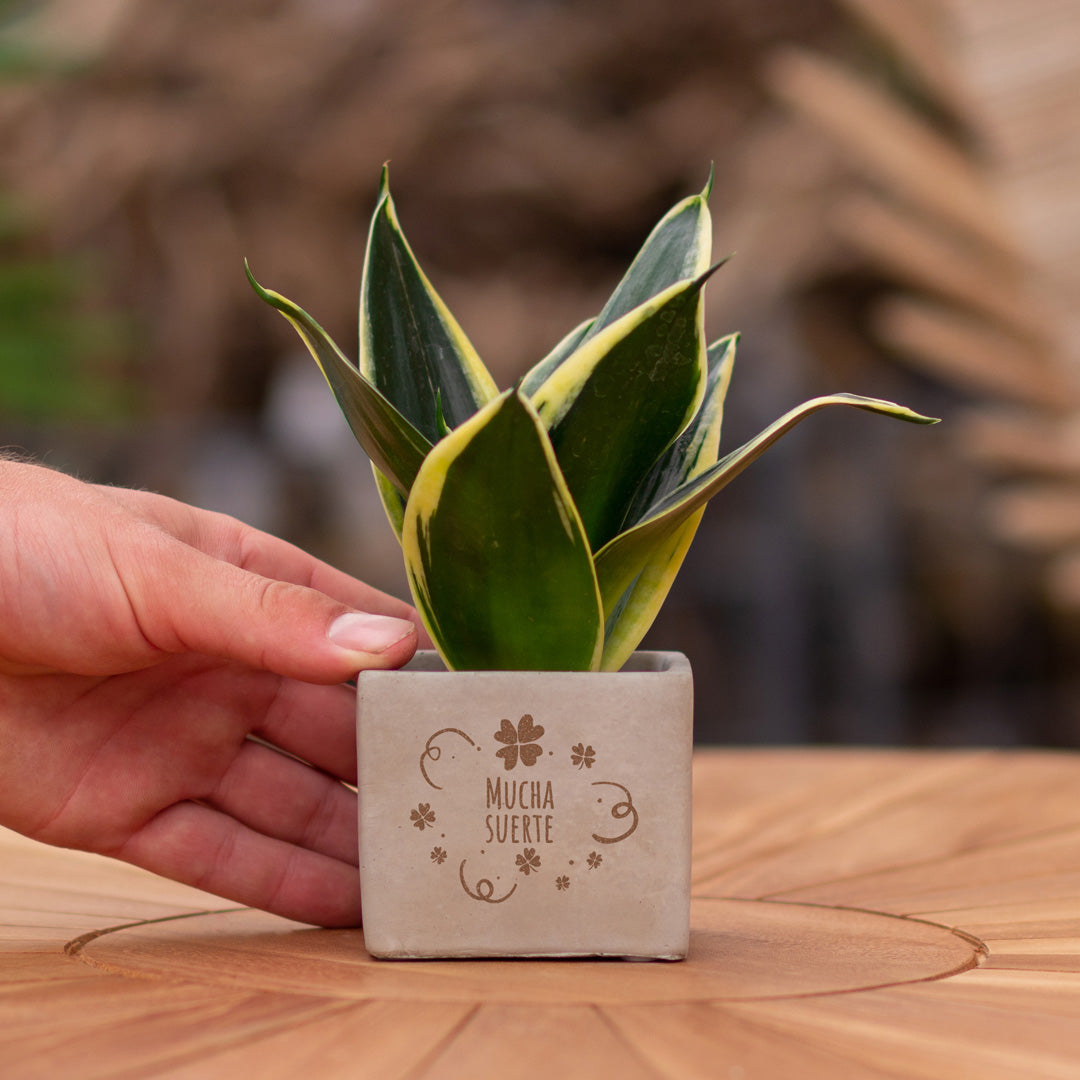 Plant als cadeau met een Congreet® plantpots | Mucha suerte