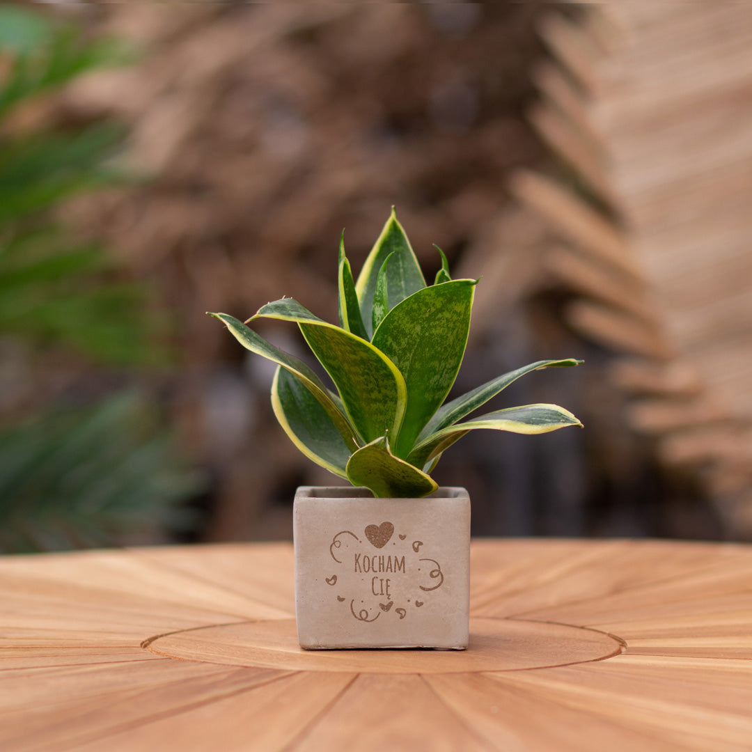 Plantenpot met boodschap met een Congreet® plantpots | Kocham Cie?