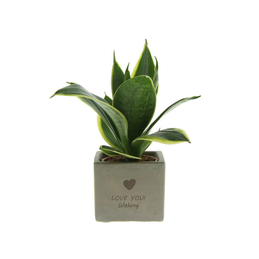Groen geschenk met een Congreet® plantpots hartje met jouw tekst